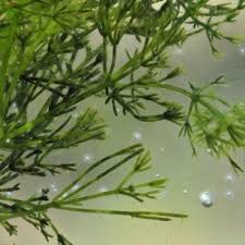 Attēlu rezultāti vaicājumam “Nitella sp.”