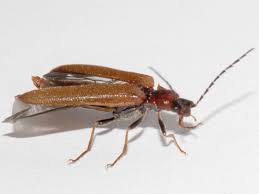 Attēlu rezultāti vaicājumam “Denticollis linearis”