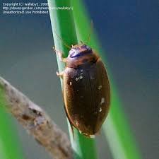 Attēlu rezultāti vaicājumam “Rhantus frontalis”