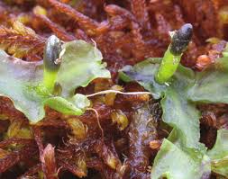 Attēlu rezultāti vaicājumam “Moerckia hibernica”