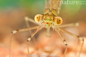 Attēlu rezultāti vaicājumam “Lestidae”