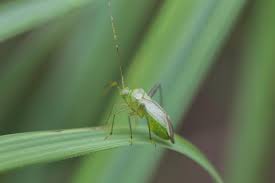 Attēlu rezultāti vaicājumam “Adelphocoris quadripunctatus”