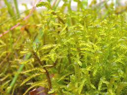 Attēlu rezultāti vaicājumam “Hamatocaulis vernicosus”