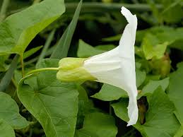 Attēlu rezultāti vaicājumam “Calystegia sepium fruit”
