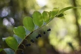 Attēlu rezultāti vaicājumam “Polygonatum multiflorum  fruit”