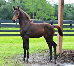 Image result for Bletchingly Badminton Club