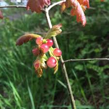 Attēlu rezultāti vaicājumam “Neuroterus quercusbaccarum”