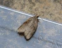 Attēlu rezultāti vaicājumam “Capua vulgana”