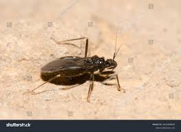 Attēlu rezultāti vaicājumam “Reduvius personatus”