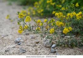 Attēlu rezultāti vaicājumam “Medicago sativa subsp. falcata”