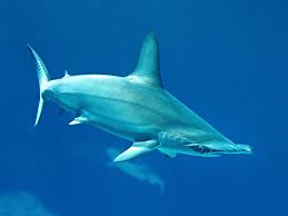 Image result for Sphyrna lewini