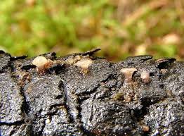 Attēlu rezultāti vaicājumam “Ombrophila violacea”