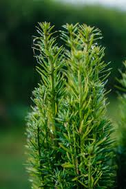 Attēlu rezultāti vaicājumam “Taxus baccata leaf”