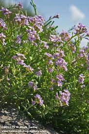 Attēlu rezultāti vaicājumam “Cakile maritima subsp. baltica flower”