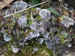 Attēlu rezultāti vaicājumam “Peltigera canina”