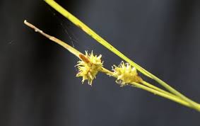 Attēlu rezultāti vaicājumam “Carex viridula flower”