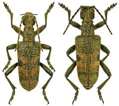 Attēlu rezultāti vaicājumam “Rhagium mordax”