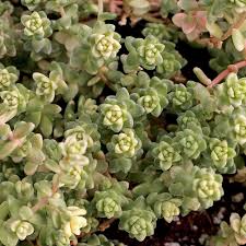Attēlu rezultāti vaicājumam “Sedum acre flower”