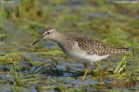 Attēlu rezultāti vaicājumam “Tringa glareola”