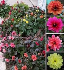 Image result for Dahlia `Red Skin`