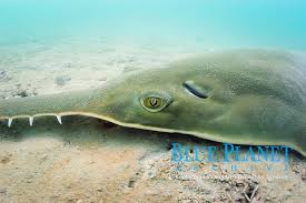 Image result for Pristis pectinata