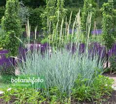 Attēlu rezultāti vaicājumam “Leymus arenarius”