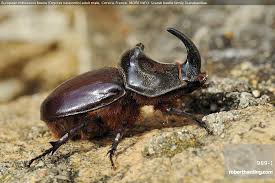 Attēlu rezultāti vaicājumam “Oryctes nasicornis”