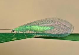 Attēlu rezultāti vaicājumam “Chrysopidae”