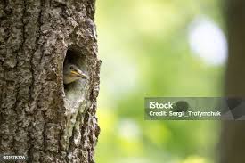 Attēlu rezultāti vaicājumam “Sitta europaea nest”