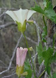 Attēlu rezultāti vaicājumam “Calystegia inflata leaf”