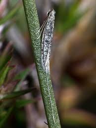 Attēlu rezultāti vaicājumam “Adelidae”