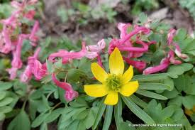 Attēlu rezultāti vaicājumam “Corydalis intermedia flower”