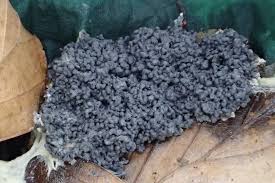 Attēlu rezultāti vaicājumam “Symphytocarpus flaccidus sessile”