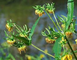 Attēlu rezultāti vaicājumam “Bidens cernua flower”