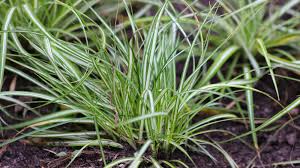 Attēlu rezultāti vaicājumam “Carex ornithopoda fruit”