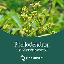 Attēlu rezultāti vaicājumam “Phellodendron amurense flower”