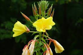 Attēlu rezultāti vaicājumam “Oenothera biennis bud”