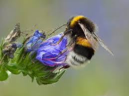 Attēlu rezultāti vaicājumam “Bombus terrestris”