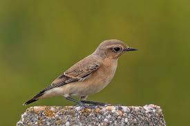 Attēlu rezultāti vaicājumam “Oenanthe oenanthe juvenile”
