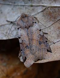 Attēlu rezultāti vaicājumam “Agrochola litura”