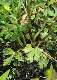 Attēlu rezultāti vaicājumam “Ranunculus sceleratus leaf”