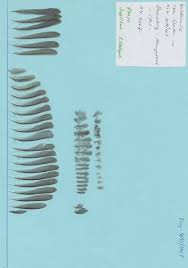 Attēlu rezultāti vaicājumam “Poecile montanus adult”