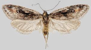 Attēlu rezultāti vaicājumam “Semioscopis oculella”