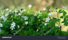 Attēlu rezultāti vaicājumam “Isopyrum thalictroides leaf”