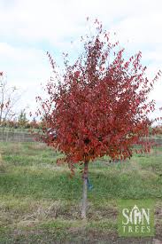Attēlu rezultāti vaicājumam “Carpinus caroliniana”