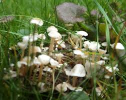 Attēlu rezultāti vaicājumam “Collybia sp.”