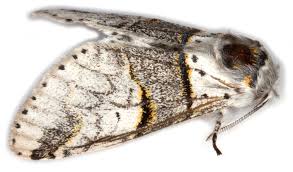 Attēlu rezultāti vaicājumam “Furcula bifida”