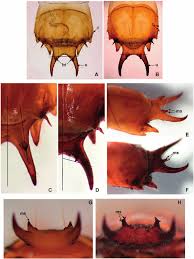 Attēlu rezultāti vaicājumam “Cucujus cinnaberinus larva”