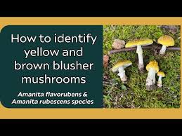 Attēlu rezultāti vaicājumam “Amanita rubescens”