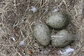 Attēlu rezultāti vaicājumam “Larus argentatus eggs”
